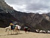 Ladakhu nalehko s podporou koní